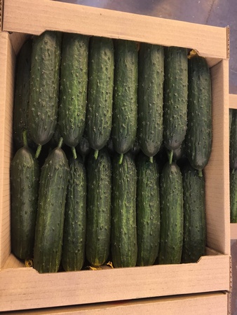 Шипастые тепличные огурцы с комбината Майский