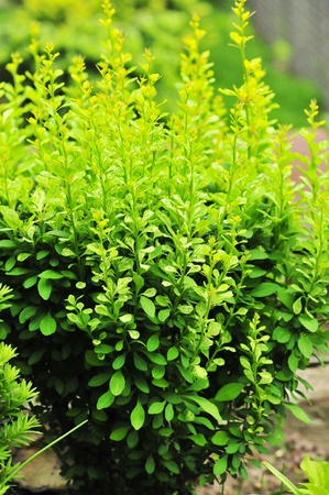 بربري تونبيرج "Powwow"