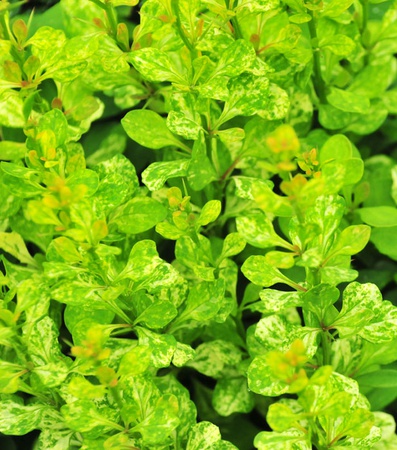 بربري تونبيرج "Powwow"