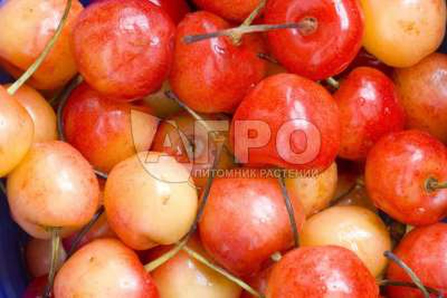 ЧЕРЕШНЯ СОРТ ФАТЕЖ