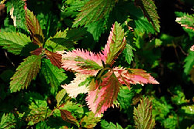 Спирея японская "Криспа"