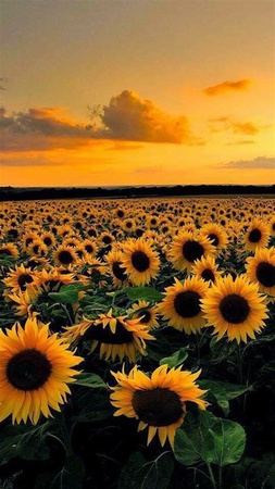 Selected good seeds for sunflower oil