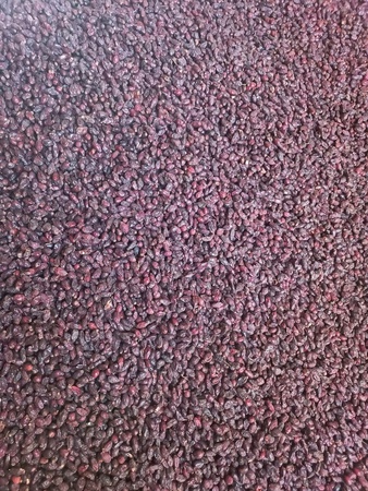 Шиповник сушеный