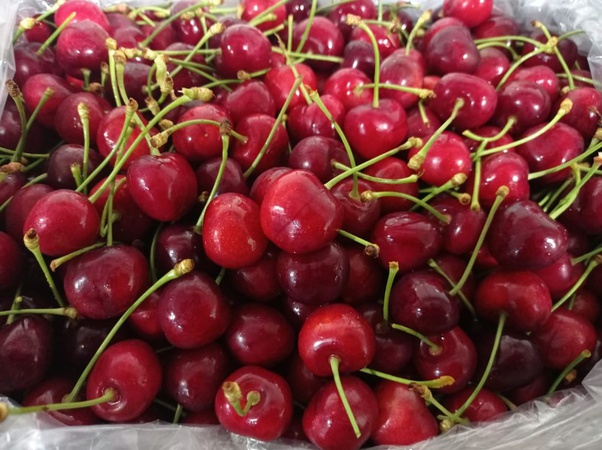 Черешня сорта Наполеон из Турции