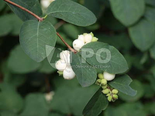 СНЕЖНОЯГОДНИК БЕЛЫЙ