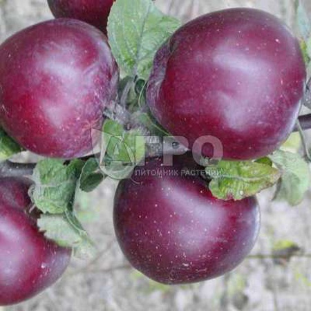 ЯБЛОНЯ СОРТА СПАРТАН