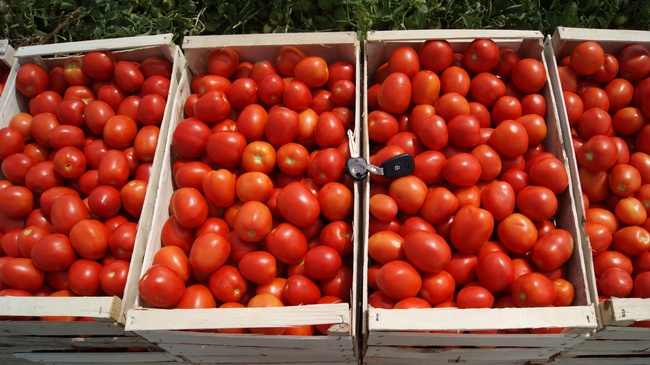 Томат сливка,  качество отличное от производителя