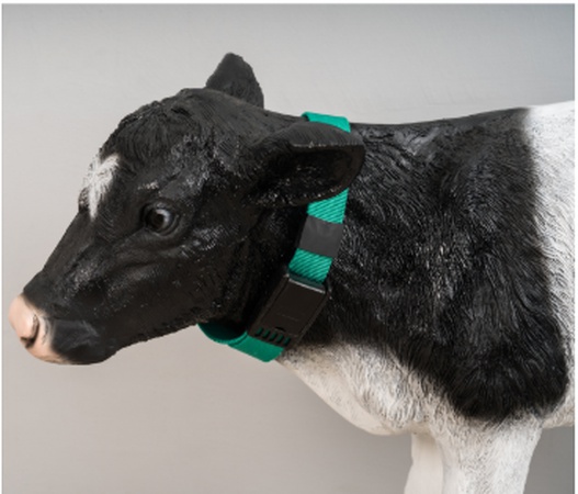 Plastik Tokalı Premium Hayvan Tasması