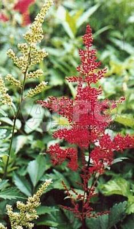 АСТИЛЬБА ЯПОНСКАЯ