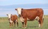 Meat beef Hereford