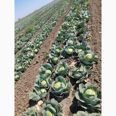 erken lahana sınıfı &quot;Eliza&quot;