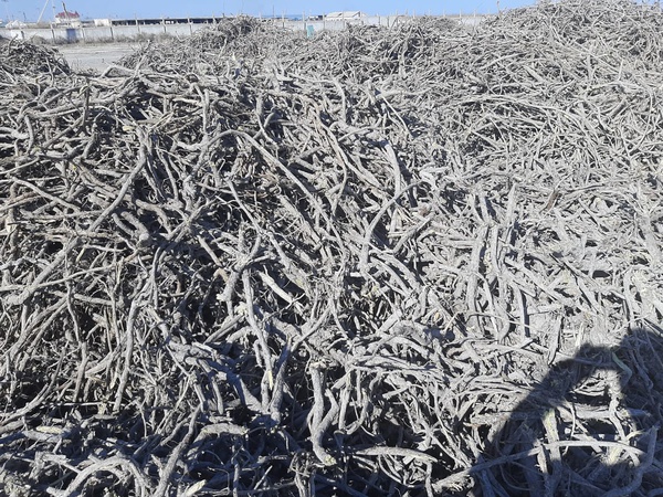 Корень солодки