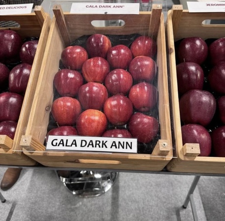 Яблоки 1-го сорта Гала Шнига