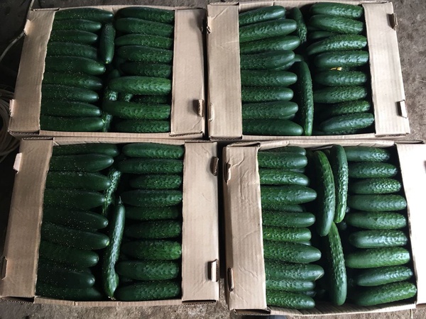 Тепличный Огурец Шипастый Средний Эстафета, Геракл, Атлет Оптом