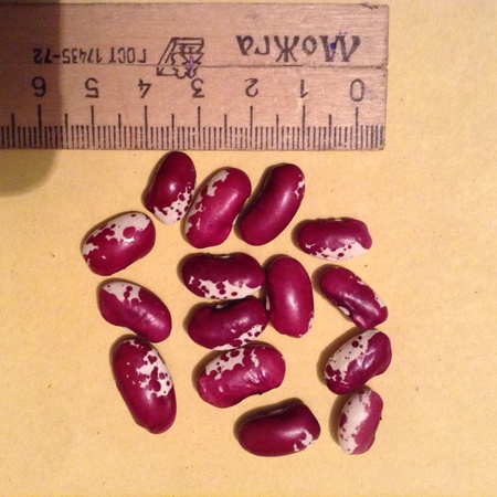 Kırgızistan&#39;da yapılan toptan fasulye