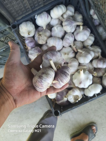 Чеснок красный