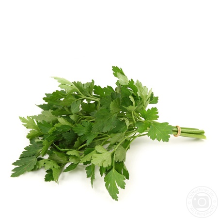 Зелень кинзы свежая