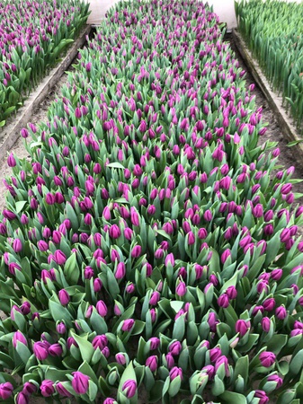 Hollandalı bir ampulden Belarus laleleri