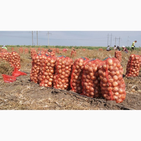 Лук репчатый, белый, красный, розовый