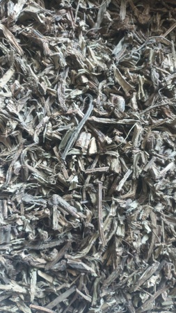 Cissus Quadrangularis (Pirandai / Hadjod)