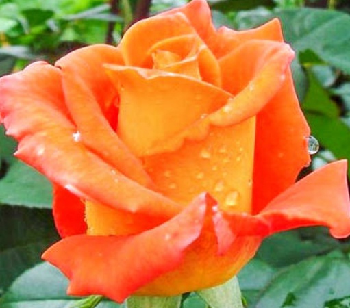 Саженцы голландских и английских сортов роз