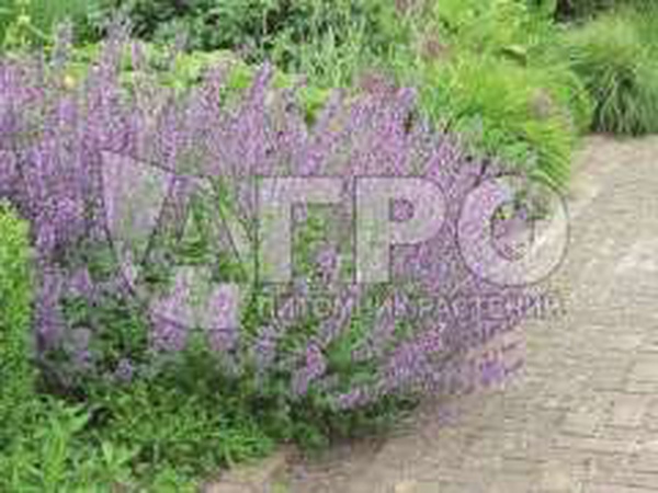 КОТОВНИК PINK CAT