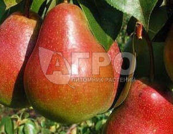 ГРУША СОРТ ЧУДЕСНИЦА