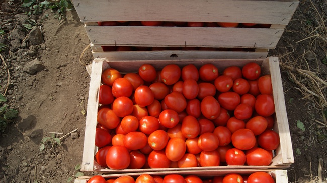 Томат сливка,  качество отличное от производителя