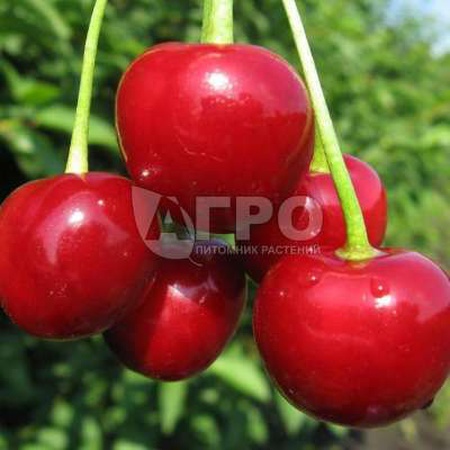 CHERRY VARIETY LUBSKAYA
