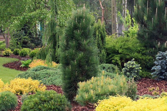 Мульча из коры сосны средней фракции 2-6 см