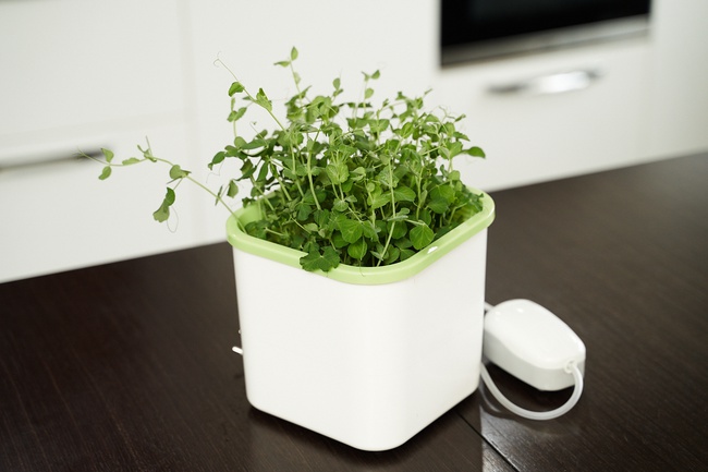 Проращиватель Х1 (Аэросад)