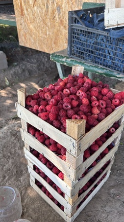 Малина свежая и замороженная