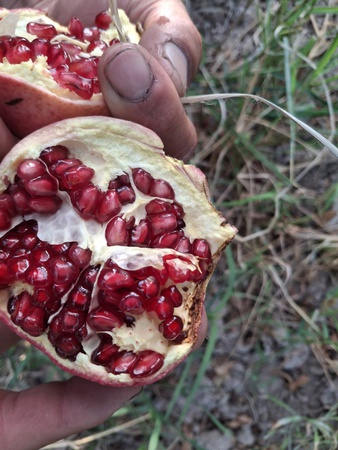 taze nar ihracata hazır ve diğer meyveler