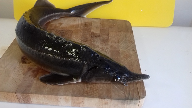 Live sturgeon, sterlet