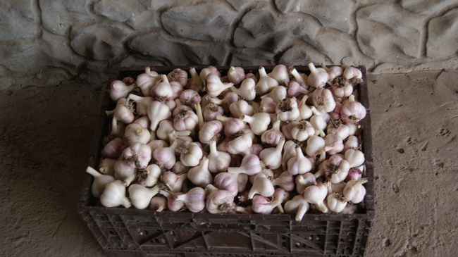 Чеснок Херсонский - высококачественный, эксклюзивный сорт "Любаша Таврическая"