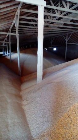 Экспорт кукурузы пшеницы ячмень из России