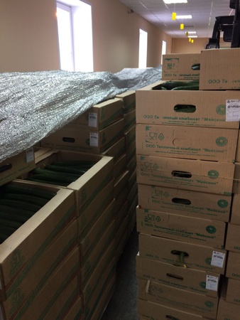 Гладкие тепличные огурцы с комбината Майский