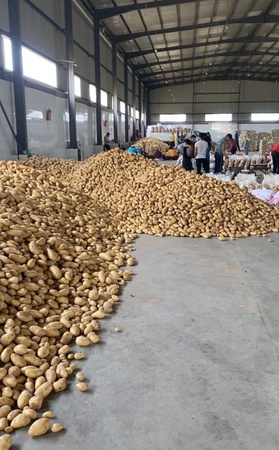 Свежий картофель