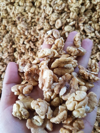 Ядро грецкие орехи