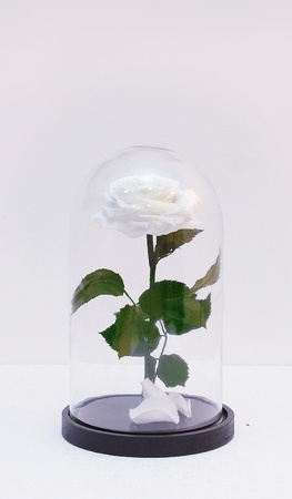 Matara içinde gül 28cm premium beyaz