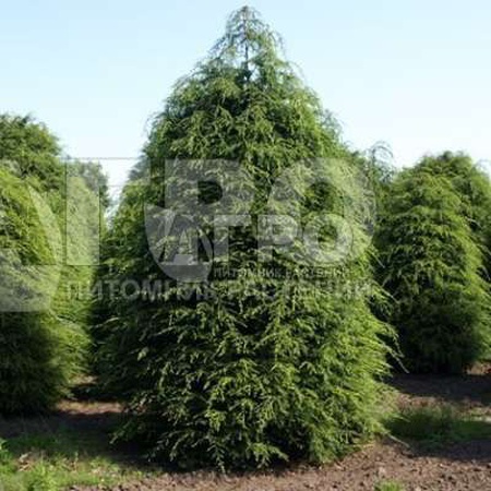 ТСУГА КАНАДСКАЯ