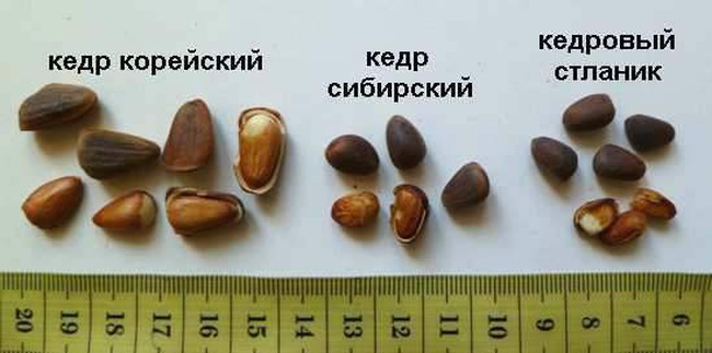 Кедровый орех
