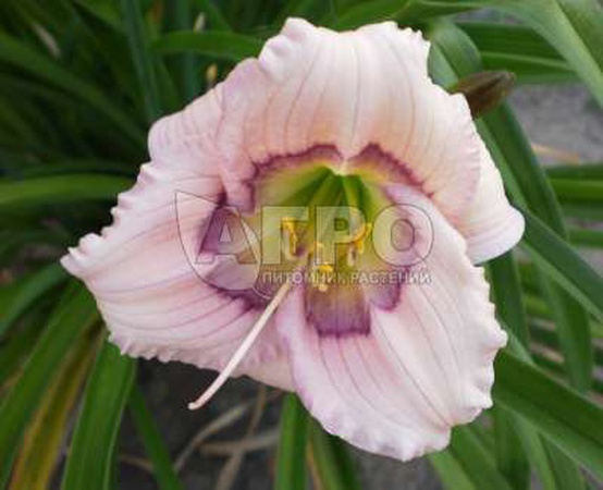 黄花菜SILOAM DAVID KIRCHHOFF