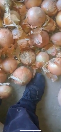 Лук репчатый