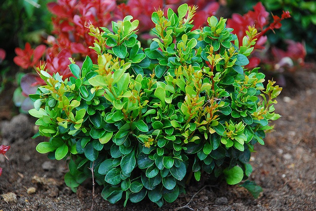 بربري تونبرغ "كوبولد"