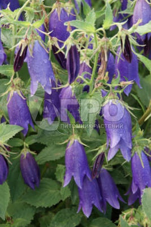 КОЛОКОЛЬЧИК ТОЧЕЧНЫЙ SARASTRO