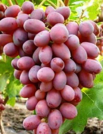 Taze üzüm