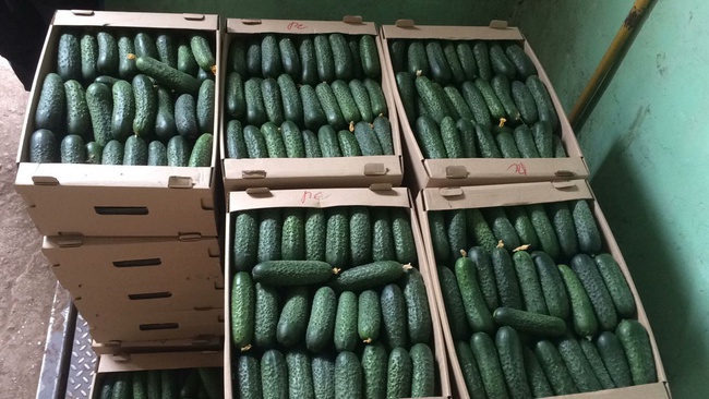 Короткоплодный тепличный огурец Оптом