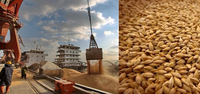 Buğday, Arpa, Mısır. Gübreler.