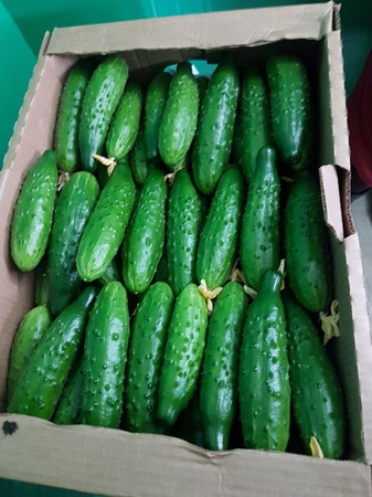 Тепличный Огурец Шипастый Средний Эстафета, Геракл, Атлет Оптом